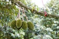 Plentiful Durian Royalty Free Stock Photo