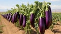 Plentiful eggplant harvest thriving on a sun drenched open plantation during a blissful summer day.