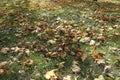 Plentiful fallen leaves of maple on green grass