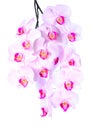 Plentiful flowering of an pink orchid Royalty Free Stock Photo