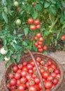 Plentiful fructification of tomatoes