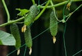 A plentiful harvest of cucumbers in the garden. On a dark natural background