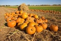 plentiful harvest of pumpkins scattered across a farm field