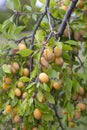 a plentiful harvest of yellow plums on a green branch