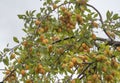 a plentiful harvest of yellow plums on a green branch against a cloudy sky