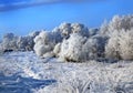 Plentiful hoarfrost on branches of trees Royalty Free Stock Photo
