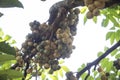 Plentiful of lansium parasiticum fruit ready for harvest