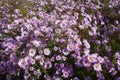 Plentiful pink flowers of Michaelmas daisies Royalty Free Stock Photo