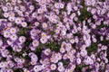 Plentiful pink flowers of Symphyotrichum dumosum