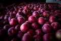 Plentiful of red apples Royalty Free Stock Photo