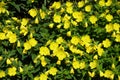 Plentiful yellow flowers of sundrops in June Royalty Free Stock Photo