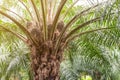 The Plentifully Palm oil fruit ripen on the tree in the garden Royalty Free Stock Photo