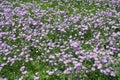 Plentitude of violet flowers of Erigeron speciosus in June Royalty Free Stock Photo