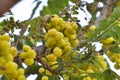 Plenty amla fruits