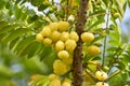 Plenty amla fruits in rainy season