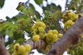 Plenty amla fruits