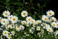 Plenty Daisies looking at sun