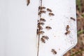 Plenty of bees at the entrance of white beehive in apiary