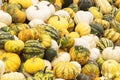 Plenty of bright orange, yellow, stripped, white pumpkins lay in heap outside in market. Royalty Free Stock Photo