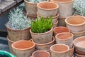 Plenty of clay flower pots - empty and with plants on wooden shelf