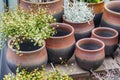 Plenty of clay flower pots - empty and with plants on wooden shelf