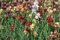 Plenty of colorful flowers of bearded irises