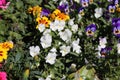 Plenty of Colorful Pansy Flowers in Finland during Early Spring Royalty Free Stock Photo