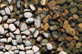 Colorful Pebble Stones by Water, Some Rocks are Wet and Some Dry Royalty Free Stock Photo