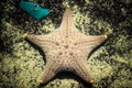 Plenty of cushion starfish on a sandy ocean floor.