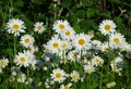 Plenty of Daisies looking at sun