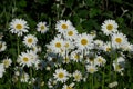 Plenty Daisies looking at sun