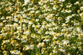 Field of daisies