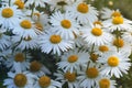 Plenty of Daisies