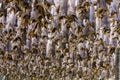 Plenty of dried cod fish in Lofoten islands, Norway