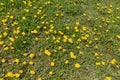 Plenty of flowering dandelions in the grass in spring