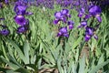 Plenty of flowering irises in spring