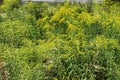 Plenty of flowering Solidago canadensis