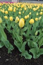 Plenty of flowering yellow and pink tulips