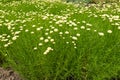 Plenty of flowers of Santolina virens Royalty Free Stock Photo