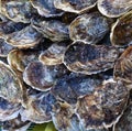 Plenty of fresh closed oysters