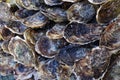 Plenty of fresh closed oysters