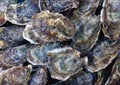 Plenty of fresh closed oysters