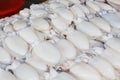 Plenty of fresh cuttlefish / squid at the market for sell Royalty Free Stock Photo