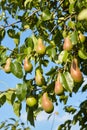 Plenty of pears growing on a tree. Blue sky background