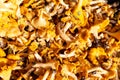 Plenty of fresh raw Chanterelles Cantharellus mushrooms. Royalty Free Stock Photo