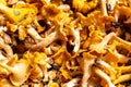 Plenty of fresh raw Chanterelles Cantharellus mushrooms. Royalty Free Stock Photo