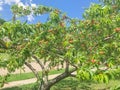 Plenty of fruits on peach tree at front yard near pathway of residential house in Coppell, Texas, USA