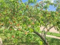 Plenty of fruits on peach tree at front yard near pathway of residential house in Coppell, Texas, USA