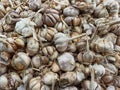 Plenty of garlic at market display Royalty Free Stock Photo