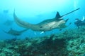 Plenty of giant oceanic manta rays above coral reef Royalty Free Stock Photo